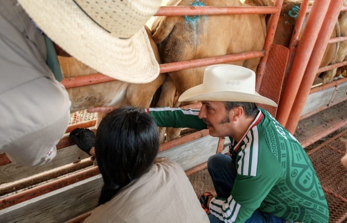 Refuerza NL inspección de ganado para frenar gusano barrenador y tuberculosis bovina