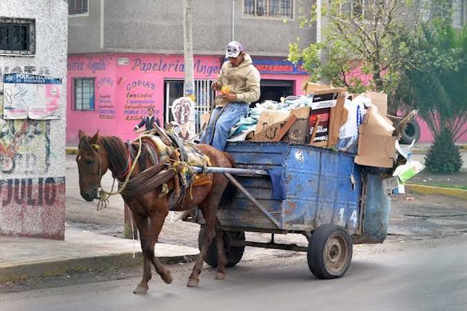 Proponen reforzar la protección de animales de trabajo con límites a cargas y jornadas