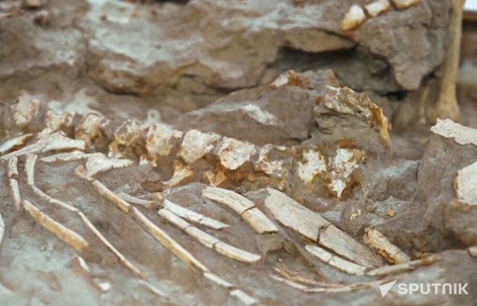 Ecuador confirma hallazgo de restos de dinosaurio herbívoro que habitó la Amazonía