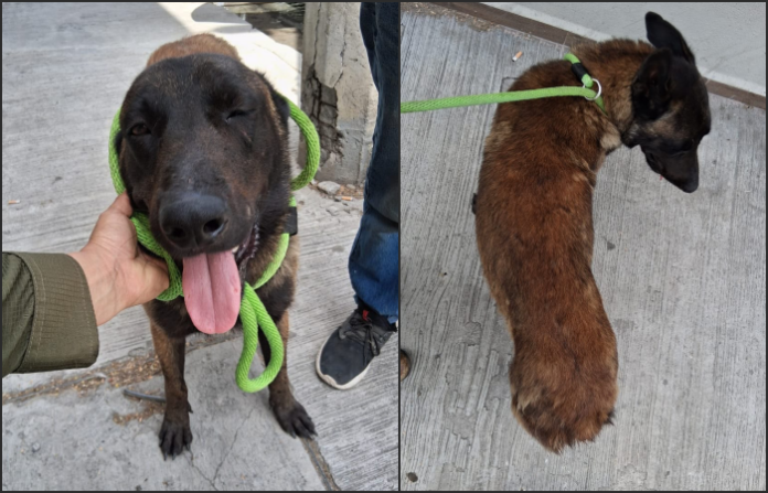 Rescatan a perro con severas lesiones en Apodaca; autoridades investigan presunto caso de maltrato animal