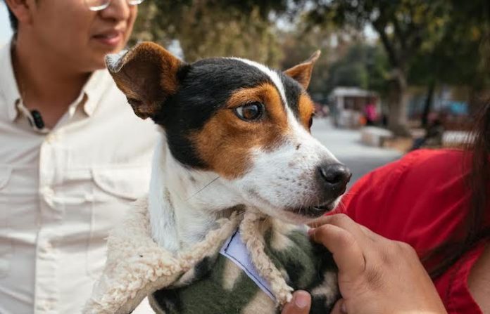 Guadalupe pide reforzar el cuidado de las mascotas ante la ola de calor