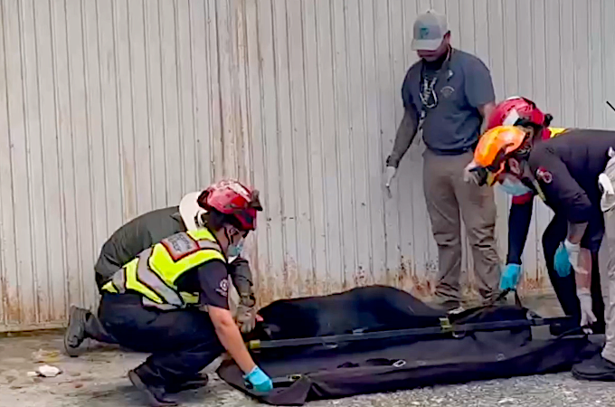 Miguel Flores llama a proteger la fauna silvestre tras rescate de osa negra en Carretera Nacional