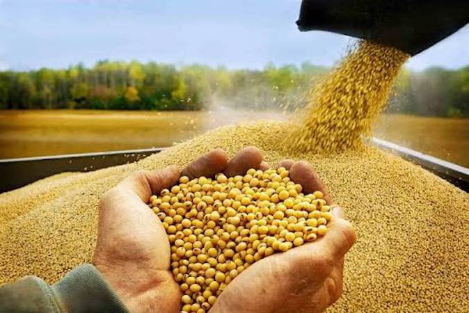 Productores bolivianos denuncian que la falta de diésel pone en riesgo la cosecha de soya