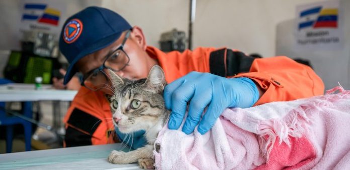Video: Más de 600 animales rescatados tras sismos en Venezuela esperan en refugios por sus dueños