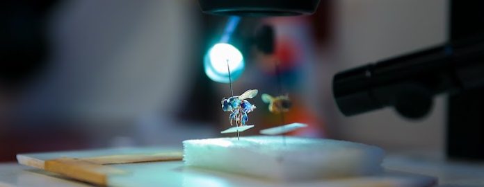 UANL lleva ciencia sobre abejas meliponas a comunidades indígenas de México