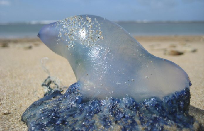 Las tóxicas carabelas portuguesas invaden las playas de Francia y España