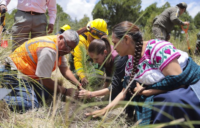 La reforestación en México enfrenta un enorme reto: Sheinbaum anuncia millones de árboles mientras los incendios forestales golpean al país