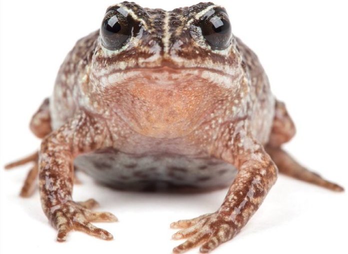 Ecuador registra una nueva especie de rana diminuta en la Cordillera del Cóndor