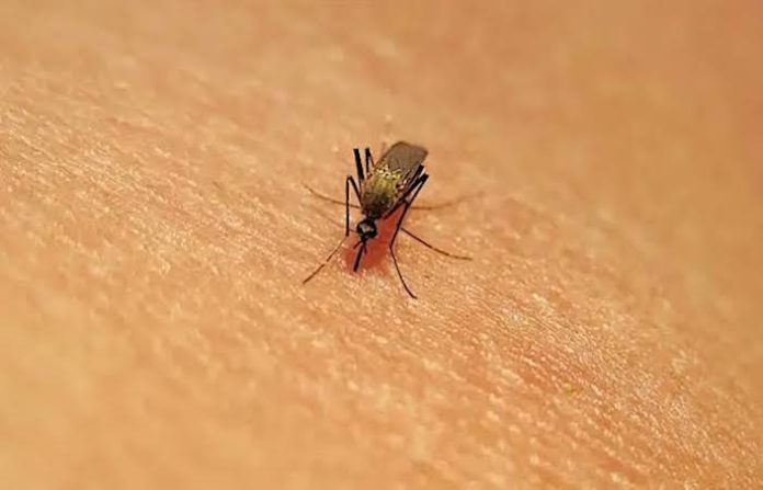 La primera muerte por la fiebre del Nilo Occidental registrada en Israel en esta temporada