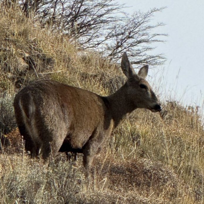 Chile inaugura centro para rescatar al huemul y otras especies nativas