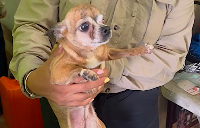 Resguardan a 16 perros en San Nicolás tras denuncia por condiciones de riesgo
