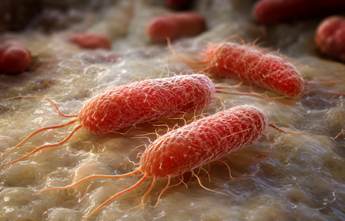 Bélgica registra el mayor brote de salmonela en su historia