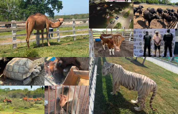 Entre diésel y animales en peligro: operativo en Tamaulipas destapa un zoológico clandestino ligado a una red de hidrocarburos