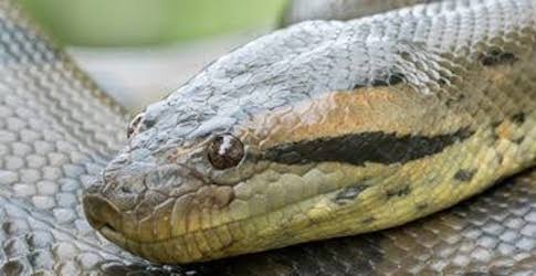 Hallan una anaconda de dos metros en el estado alemán de Baviera