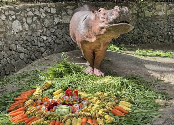 La hipopótama más longeva de Tailandia celebra sus 61 años