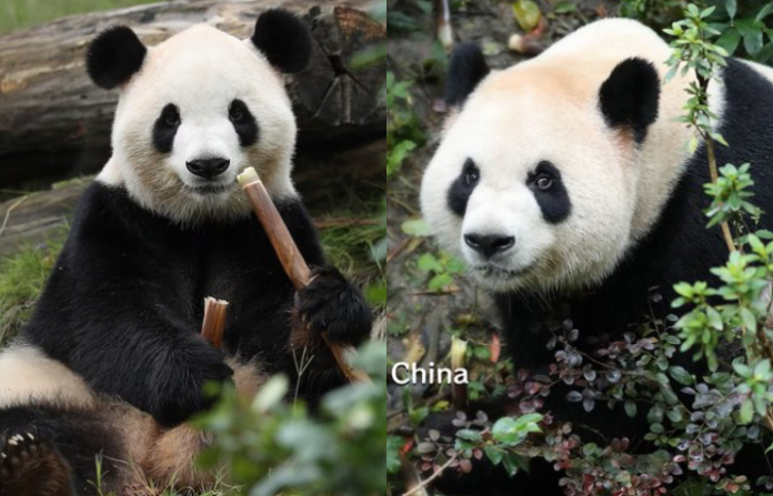 Presidente de China anuncia la llegada de dos pandas al zoológico de Atlanta