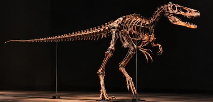 Subasta del fósil más completo de Nanotyrannus alcanza los $ 47,3 millones en Sotheby”s