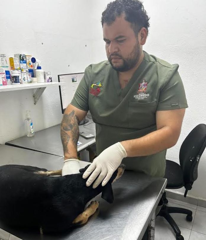 Rescatan a Bruno en Escobedo; presuntamente fue golpeado y sufrió fracturas en sus patas