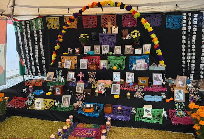 Protección Animal de Escobedo dedica altar de Día de Muertos a mascotas fallecidas
