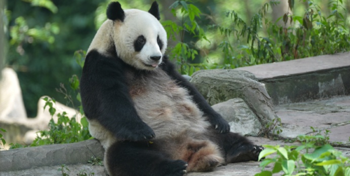 China enviará a la osa panda gigante Ran Ran a Bélgica, según medios
