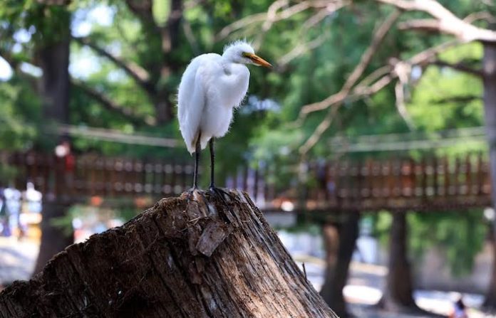 Parque Tolteca cumple 31 años como referente natural y familiar de Guadalupe